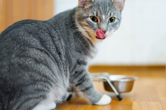 A grey cat licking its lips next to a food bowl on the floor.